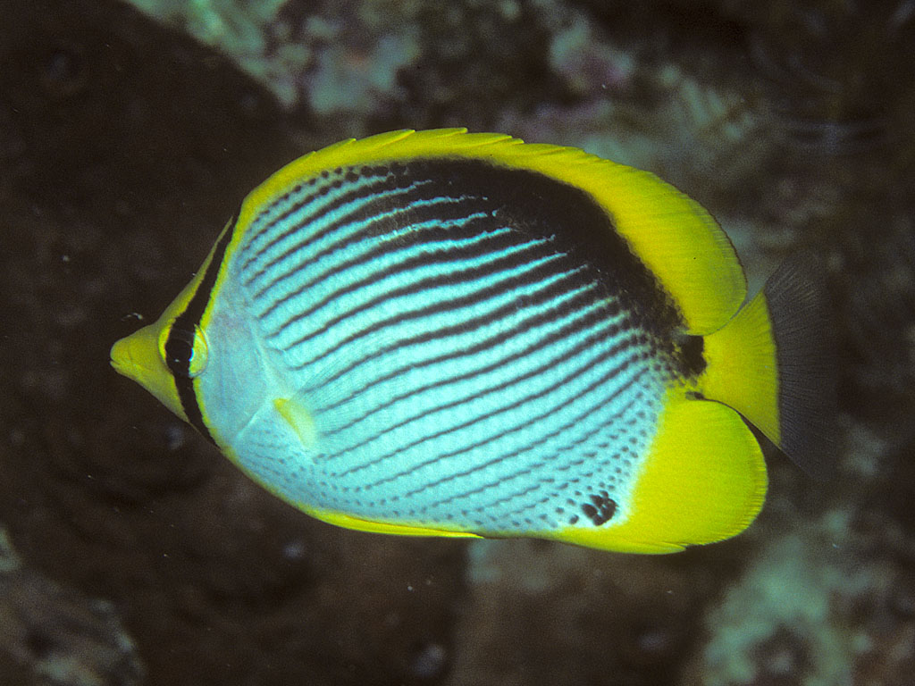 Chaetodon melannotus (Pesce farfalla dal dorso nero)